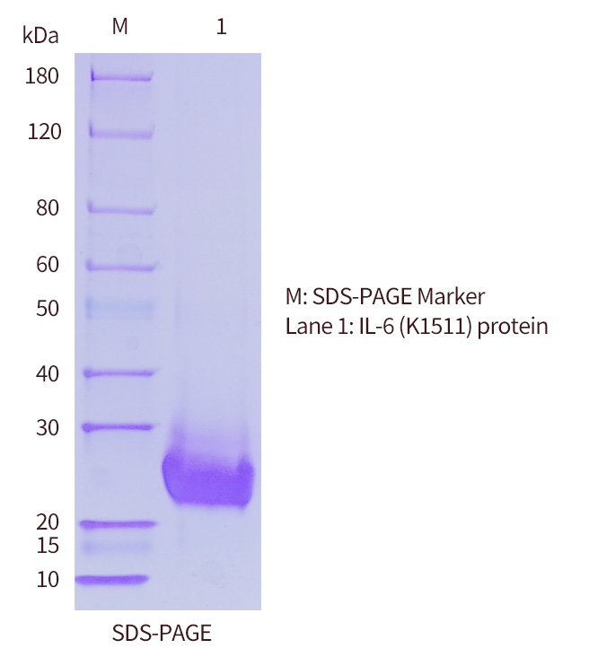 IL-6 抗原SDS-PAGE 图（欧凯生物）